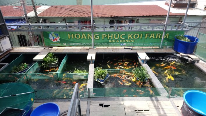 Hoàng Phúc Koi Farm