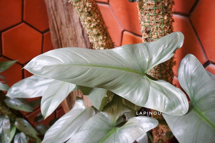 Lapinou - Hoa & Cây Cảnh