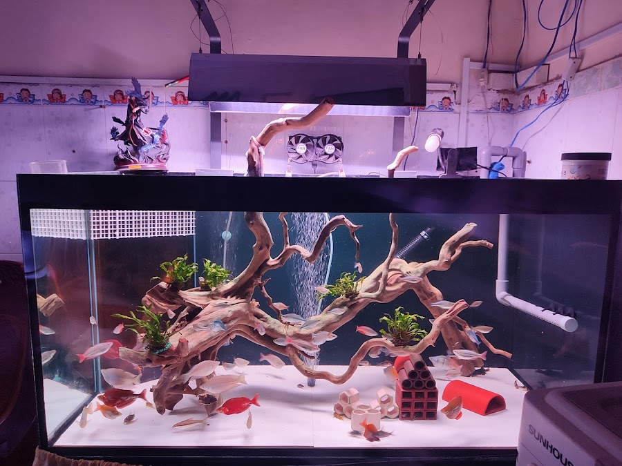 Hồ Cá Thủy Sinh Mini - Aquarium Shop
