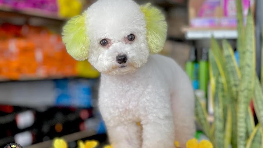 Pet Shop Pet Kingdom - Vương quốc thú cưng CN Bến Cát