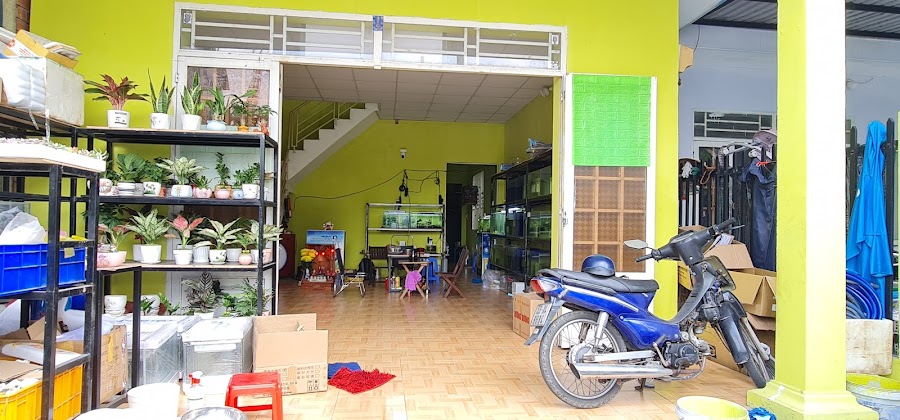 Shop Cá Cảnh Thủy Sinh Nguyễn Hiệp