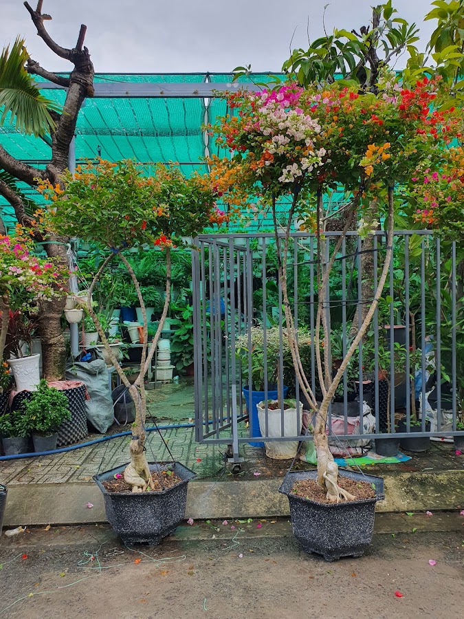 Nhà Vườn Saigon Greenery - Chuyên Mua Bán Cây Cảnh - Thi Công Cảnh Quan - Dịch Vụ Chăm Sóc Cây Tận Nhà